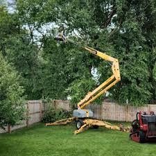 Best Palm Tree Trimming  in Grand Meadow, MN