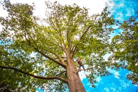 Best Commercial Tree Services  in Grand Meadow, MN