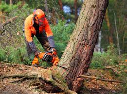 Best Stump Grinding and Removal  in Grand Meadow, MN