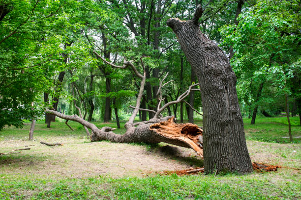 Best Seasonal Cleanup (Spring/Fall)  in Grand Meadow, MN