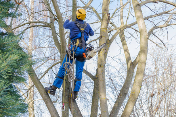 Best Leaf Removal  in Grand Meadow, MN