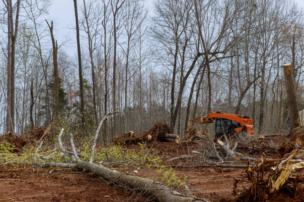 Best Tree and Shrub Care  in Grand Meadow, MN