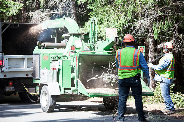 Best Fruit Tree Pruning  in Grand Meadow, MN